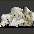 Natural Seashells Of Marine Animals With Textured Surfaces And Intricate Patterns On Dark Background