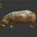 Hippo 3D Rendering With Realistic Shiny Brown Skin And Gray Background Reflection 3d model