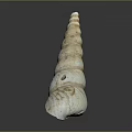 Marine Snail With Spiral Shaped Shell Featuring Cream And Brown Stripes