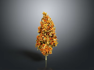 Yellow and Orange Flowering Plant With Vibrant Blooms Against Gray Black Background 3d model