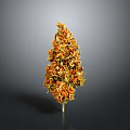 Yellow and Orange Flowering Plant With Vibrant Blooms Against Gray Black Background