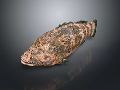 Brown Spotted Marine Fish With Elongated Body And Prominent Fins 3d model