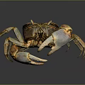 Brown And Yellow Crab With Large Claws And Detailed Body On Smooth Reflective Surface
