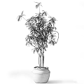 Horticultural Accent Plants With Slender Stems Green Leaves In Terracotta Pots For Decor