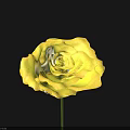 Single Stem Vibrant Yellow Rose Beautifully Blooming Against Black Background