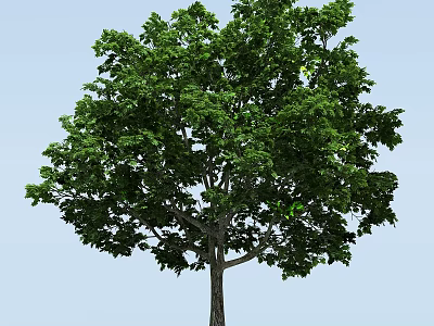 Lush Green Arbor With Dense Foliage Strong Trunk And Blue Sky Background 3d model