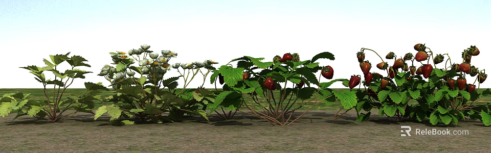 Strawberry Plants With Green Leaves Red Fruits And White Flowers In Garden 3d model 