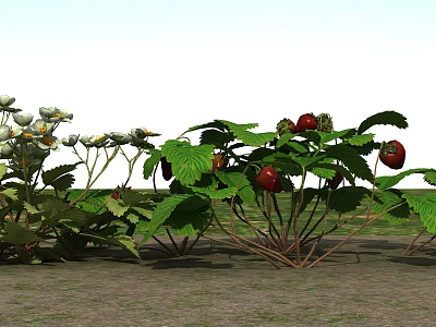 Strawberry Plants With Green Leaves Red Fruits And White Flowers In Garden 3d model
