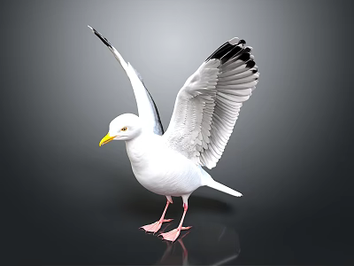 Seagull with White Feathers Spread Wings Yellow Beak and Black Wing Tips on Reflective Surface 3d model