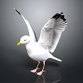 Seagull with White Feathers Spread Wings Yellow Beak and Black Wing Tips on Reflective Surface