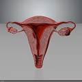 Detailed Anatomical Structure of Female Reproductive System Including Uterus Fallopian Tubes and Ovaries