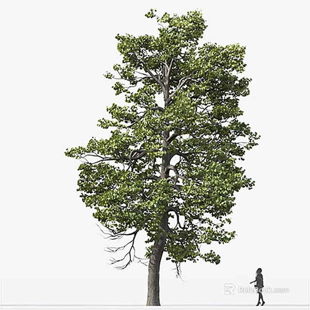 Tall Arbor With Lush Green Leaves Strong Trunk And Branches In Natural Setting 3d model 