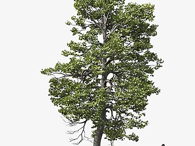 Tall Arbor With Lush Green Leaves Strong Trunk And Branches In Natural Setting 3d model
