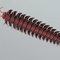 Red And Black Segmented Millipede With Shiny Exoskeleton And Many Legs 3d model