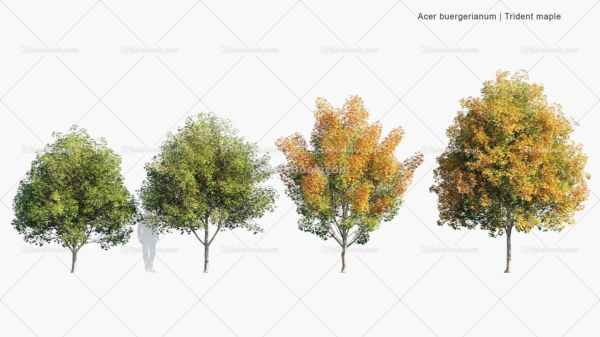 Plants Trees Autumn Trees Trees 3d model