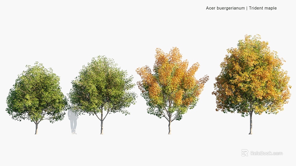 Arbor With Seasonal Foliage Color Changes And Human Figure For Size Comparison 3d model 