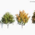 Plants Trees Autumn Trees Trees 3d model