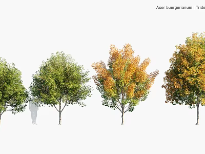 Arbor With Seasonal Foliage Color Changes And Human Figure For Size Comparison 3d model