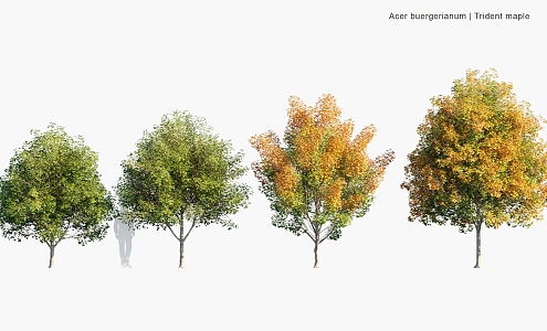 Plants Trees Autumn Trees 3d model