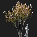 Tall Pink Flowering Tree With Green Leaves And White Statue Holding Item Against Black Background