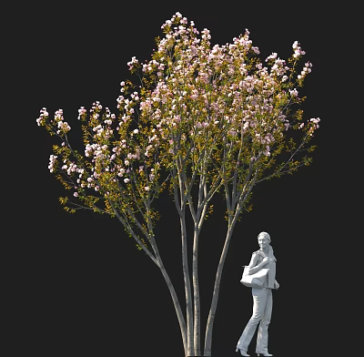 Tall Pink Flowering Tree With Green Leaves And White Statue Holding Item Against Black Background 3d model