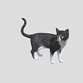 Black and white cat standing with raised tail looking forward on gray background 3d model