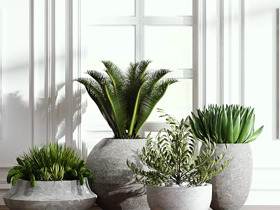 Indoor Potted Plants with Various Green Foliage in Gray Planters by Bright Window 3d model