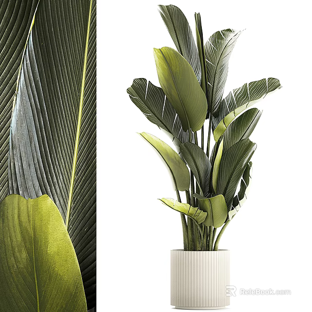 Large Leafy Potted Plant With Lush Green Foliage In White Ceramic Pot 3d model 