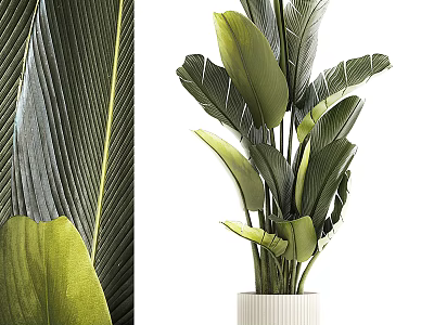 Large Leafy Potted Plant With Lush Green Foliage In White Ceramic Pot 3d model