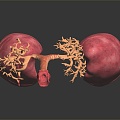 Modern Human Organ Respiratory System Human Respiratory System 3d model