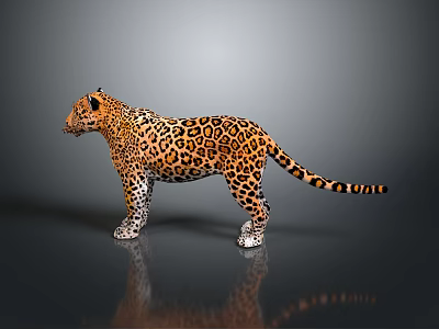 Stunning Leopard with Orange Black Spotted Fur Standing with Reflection on Dark Smooth Surface 3d model