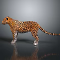 Stunning Leopard with Orange Black Spotted Fur Standing with Reflection on Dark Smooth Surface 3d model