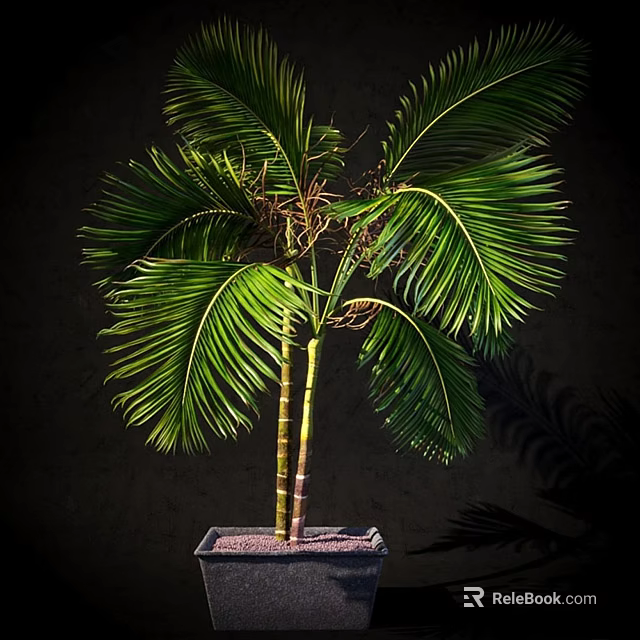 Garden Ornament Two Trunk Green Plant with Large Feathery Leaves in Square Pot 3d model 