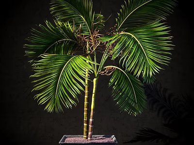 Garden Ornament Two Trunk Green Plant with Large Feathery Leaves in Square Pot 3d model
