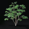 Lush Green Tree With Multiple Trunks And Dense Foliage In 3D Rendering 3d model