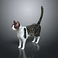 Gray and White Striped Cat Standing on Black Floor With Reflection and Gray Gradient Background 3d model
