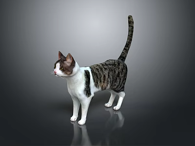 Gray and White Striped Cat Standing on Black Floor With Reflection and Gray Gradient Background 3d model