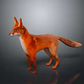 Realistic Red Fox Standing With Detailed Fur And Long Tail