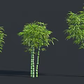 Green Bamboo Plants With Lush Leaves And Tall Stems In Clusters