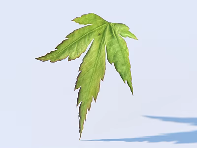 Natural Green Maple Leaf With Multiple Lobes And Light Background Shadow 3d model