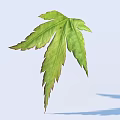 Natural Green Maple Leaf With Multiple Lobes And Light Background Shadow