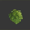 Vibrant Green Romanesco Broccoli Fresh Close Up With Unique Spiral Shape