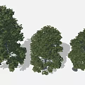 Cartoon Scene With Three Lush Green Leafy Trees And Natural Shaded Trunks
