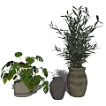Lush Green Potted Plants With Olive And Large Leaves In Ceramic And Woven Pots