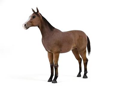 Brown Horse Standing Gracefully Against White Background In Studio Setting 3d model