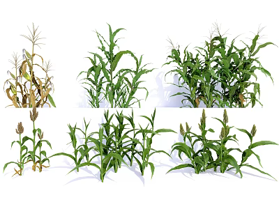 Vegetable Corn Plants Showing Different Growth Stages and Various Conditions 3d model