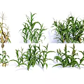 Vegetable Corn Plants Showing Different Growth Stages and Various Conditions