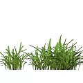 Green Grass Like Plants With Long Slender Leaves In Three Clumps