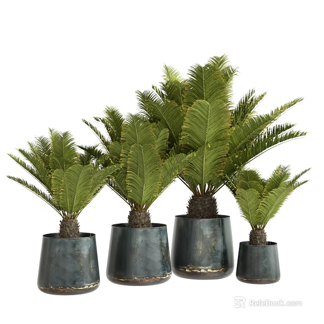 Lush Green Feathery Bonsai Plants In Dark Textured Pots With Different Heights 3d model 