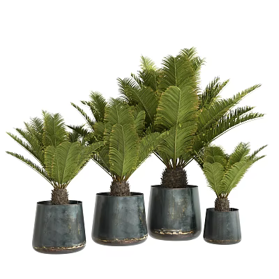 Lush Green Feathery Bonsai Plants In Dark Textured Pots With Different Heights 3d model